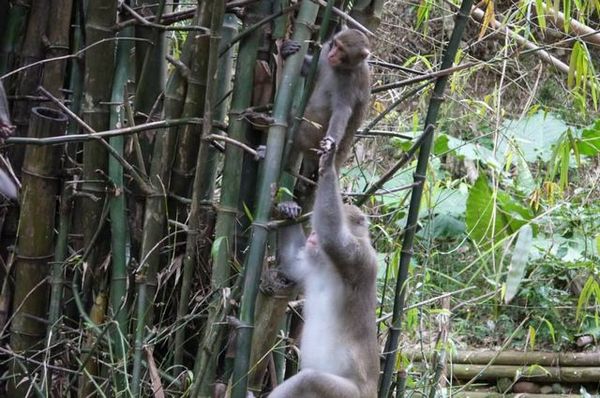 二水台灣獮猴區：真的是猴嘸這安捏~~二水豐柏廣場登山步道