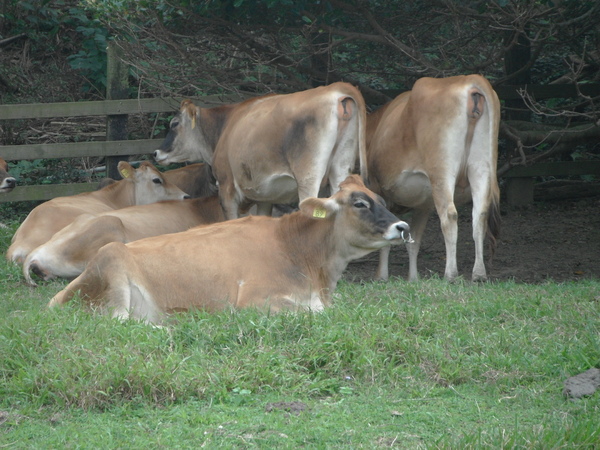 飛牛牧場：飛牛牧場餵牛牛