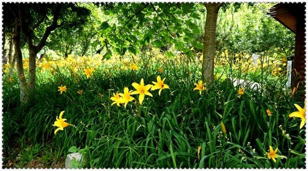 沐心泉休閒農場：黃澄澄的金針花~~沐心泉休閒農莊