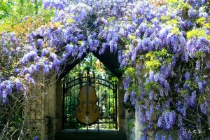 延伸閱讀：（南投清境）紫藤花秘境！霞飛音樂城堡（香格里拉）紫藤花瀑布有如歐洲浪漫氛圍