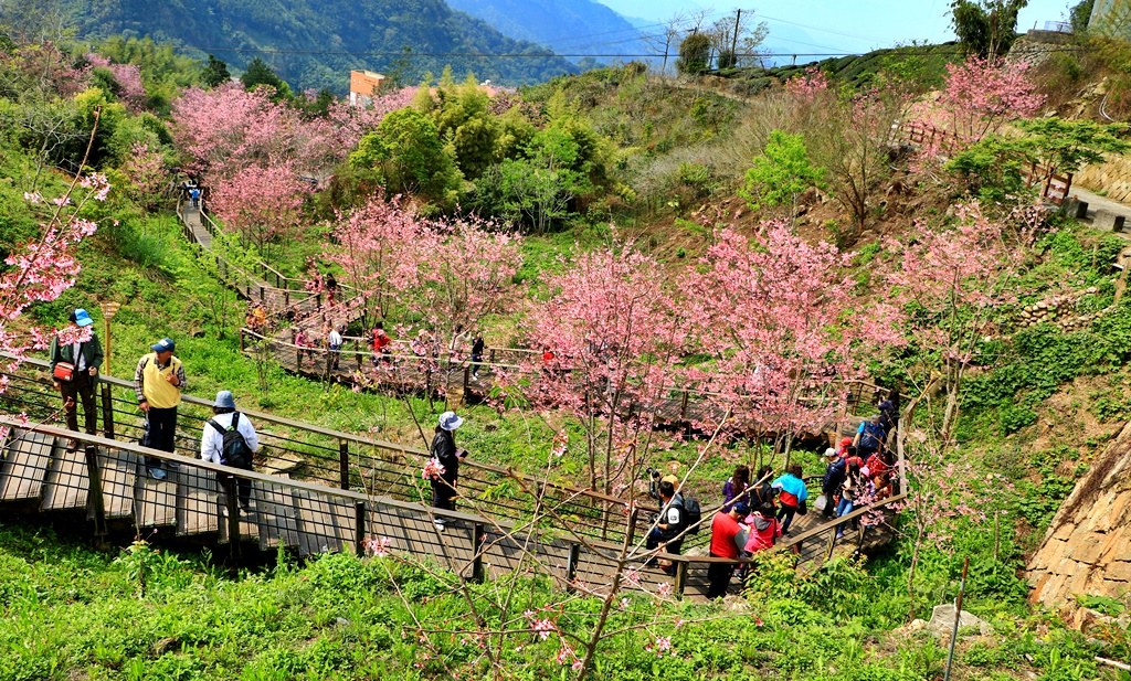 網站近期文章：嘉義阿里山櫻花~頂石棹步道群．櫻之道步道昭和櫻美麗綻放中