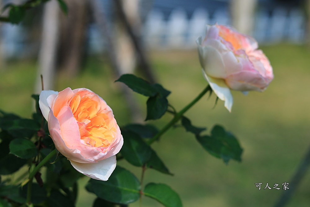 蘿莎玫瑰莊園