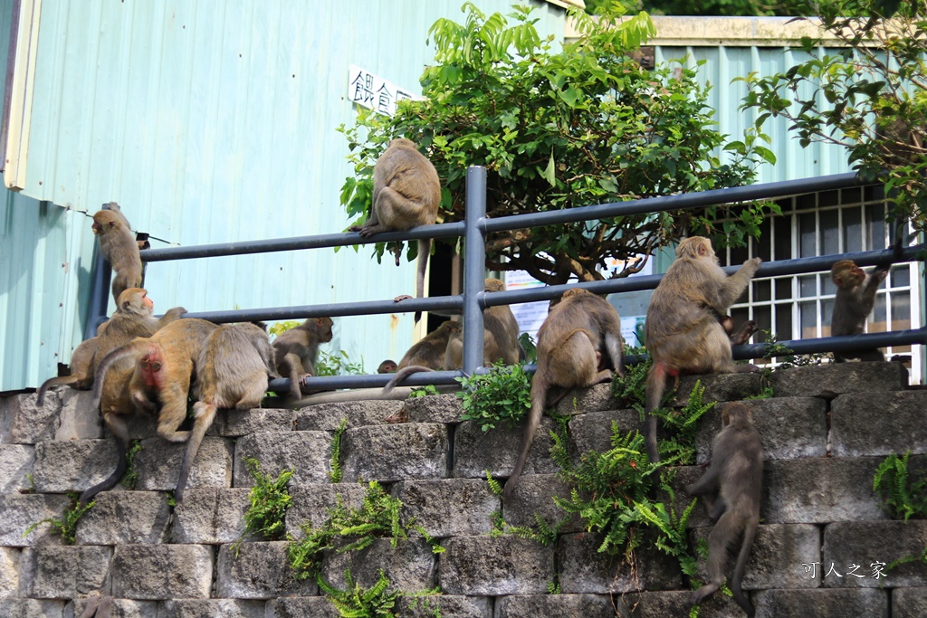 烏山台灣獼猴保護區