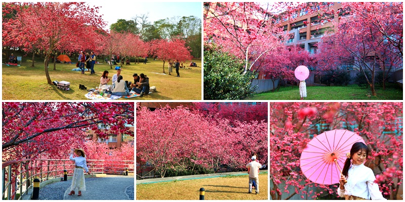2021暨南大學櫻花季,埔里野餐,遛小孩 @可人之家