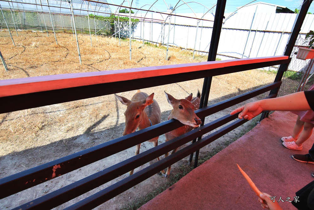 石川乳酪、鹿生態觀光農場