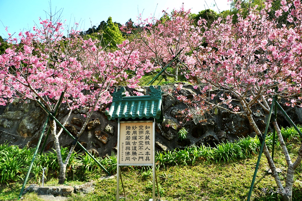 2022彌陀禪寺,嘉義八重櫻,季節性花景
