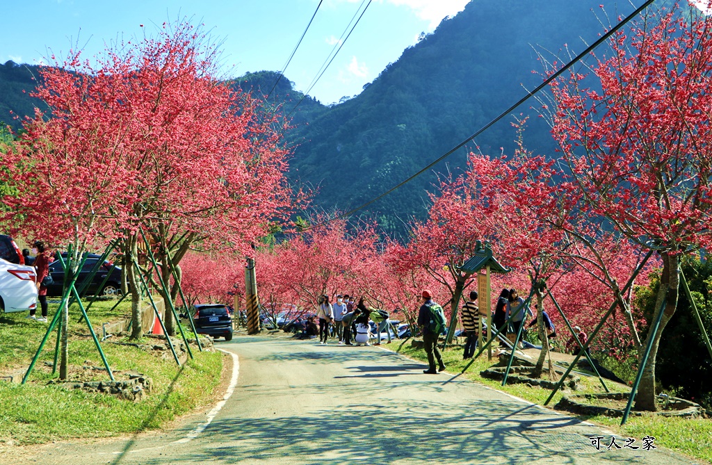 2022彌陀禪寺,嘉義八重櫻,季節性花景