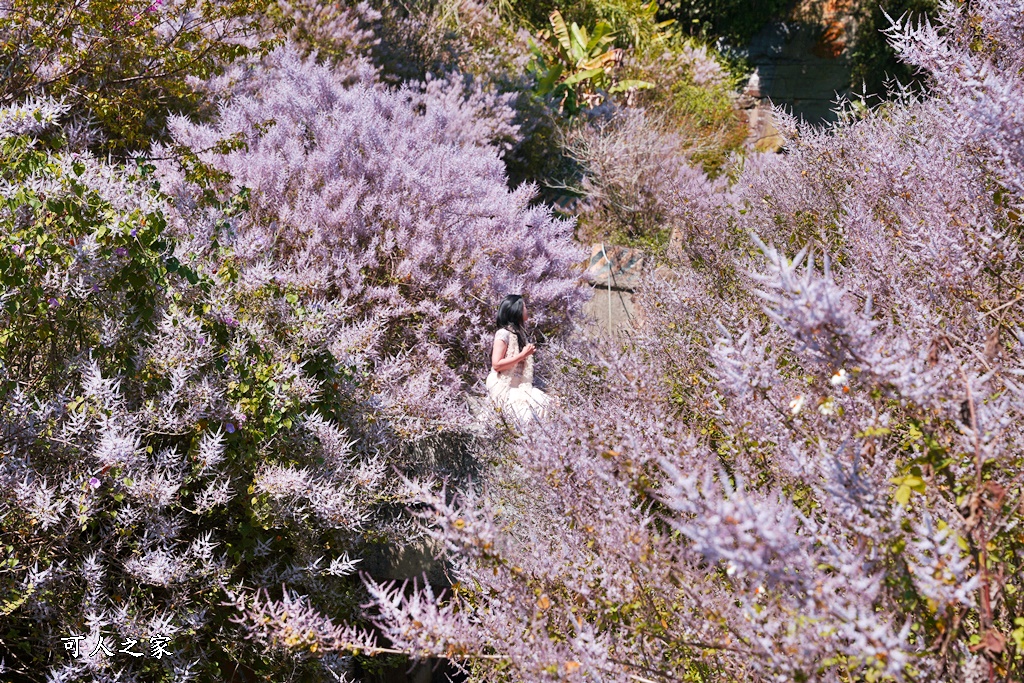 延伸閱讀：雲林~草嶺公路30K滿山滿谷麝香木，近距離被紫花包圍好夢幻，心目中最美的麝香木地點公開~